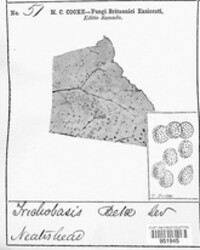 Uromyces betae image